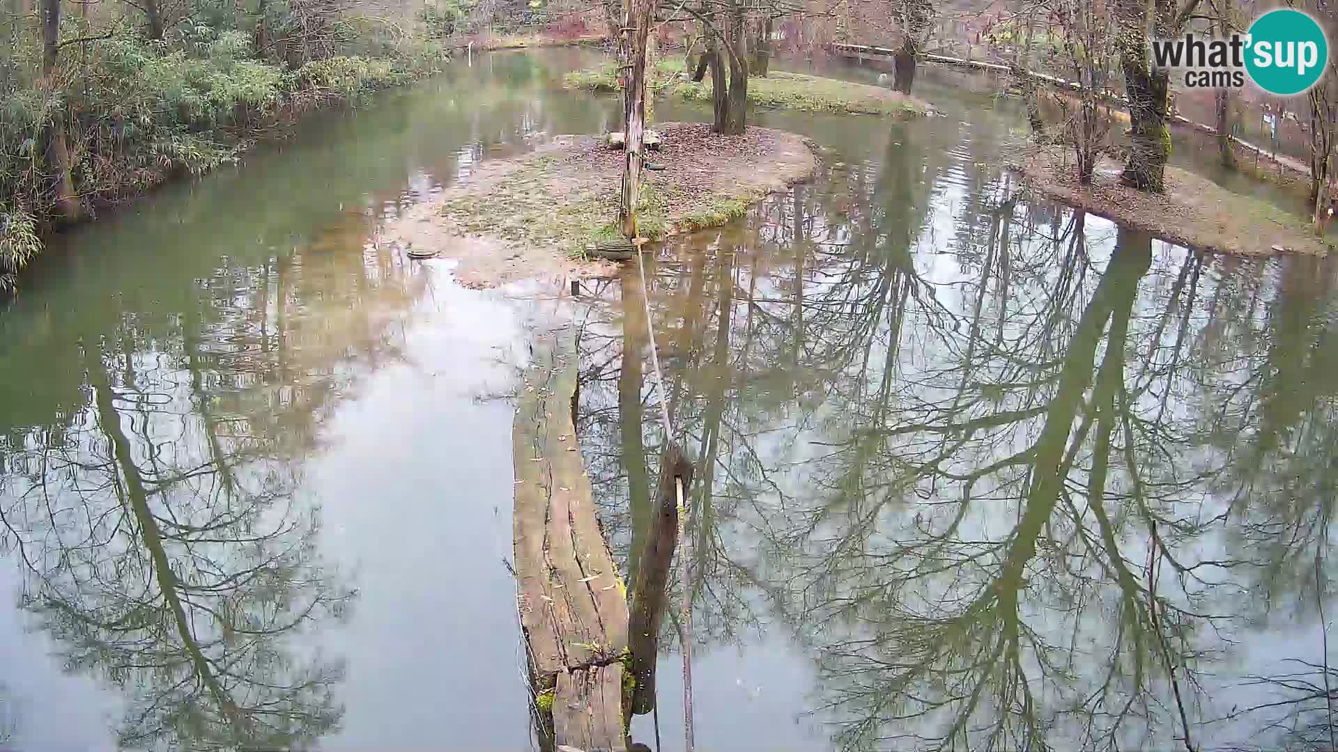 Vari noir et blanc – Ljubljana ZOO  livecam