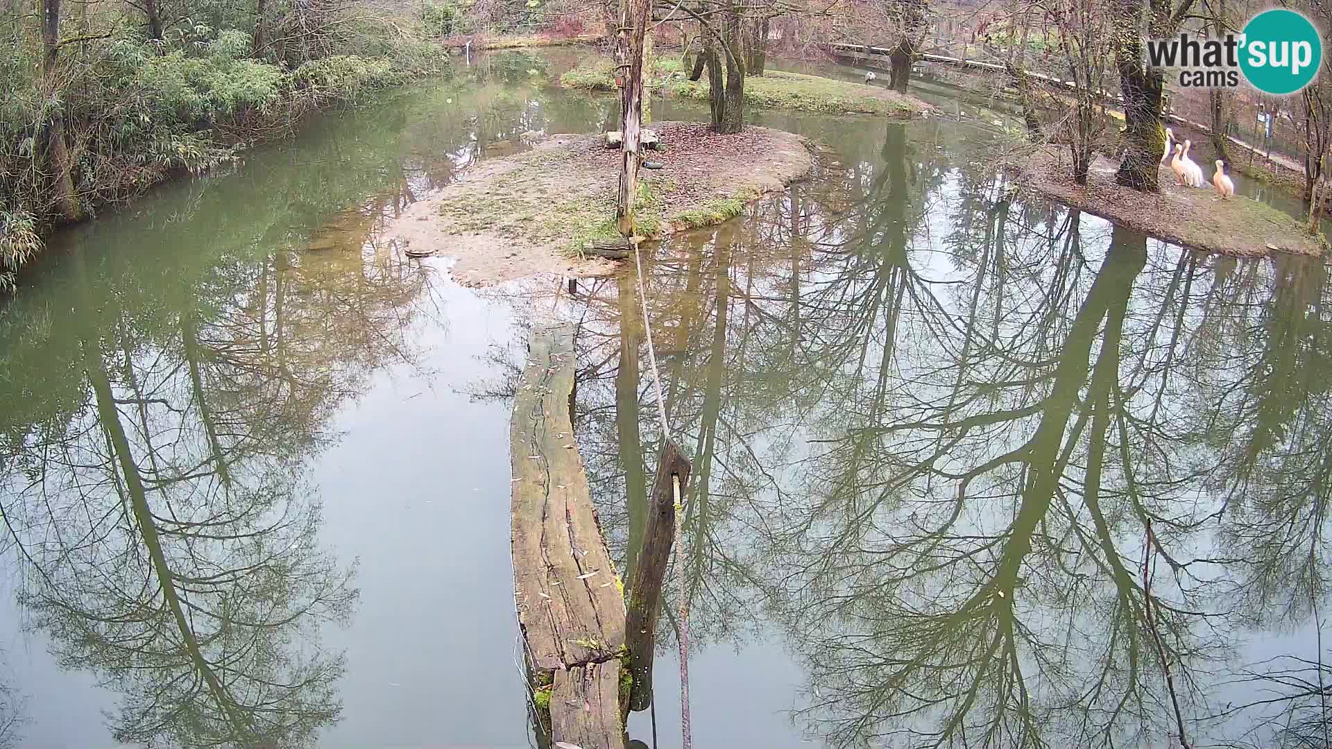 Vari noir et blanc – Ljubljana ZOO  livecam