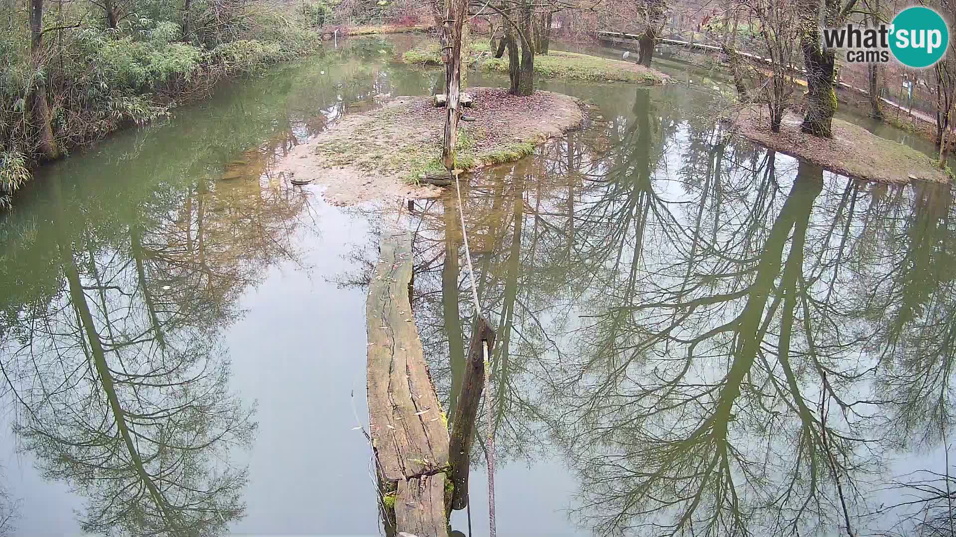 Vari noir et blanc – Ljubljana ZOO livecam