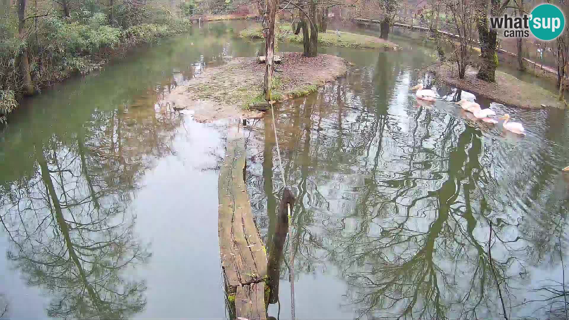 Lémur rufo blanco y negro – Ljubljana Zoo en vivo