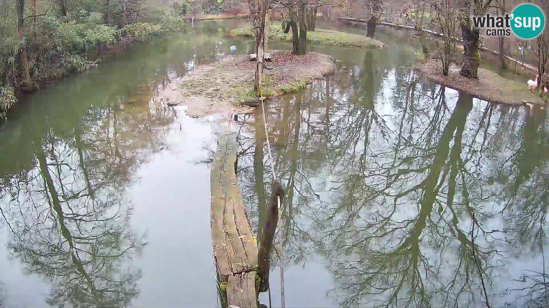 Navadni vari u živo – Ljubljana zoo