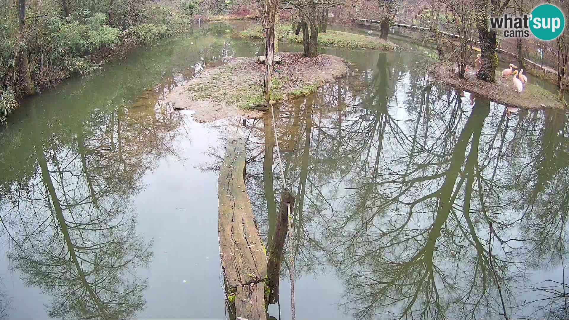Vari noir et blanc – Ljubljana ZOO livecam