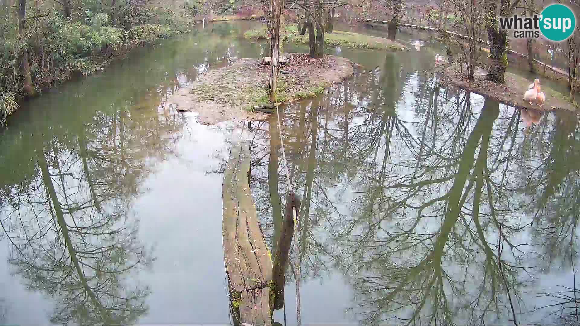 Vari noir et blanc – Ljubljana ZOO  livecam