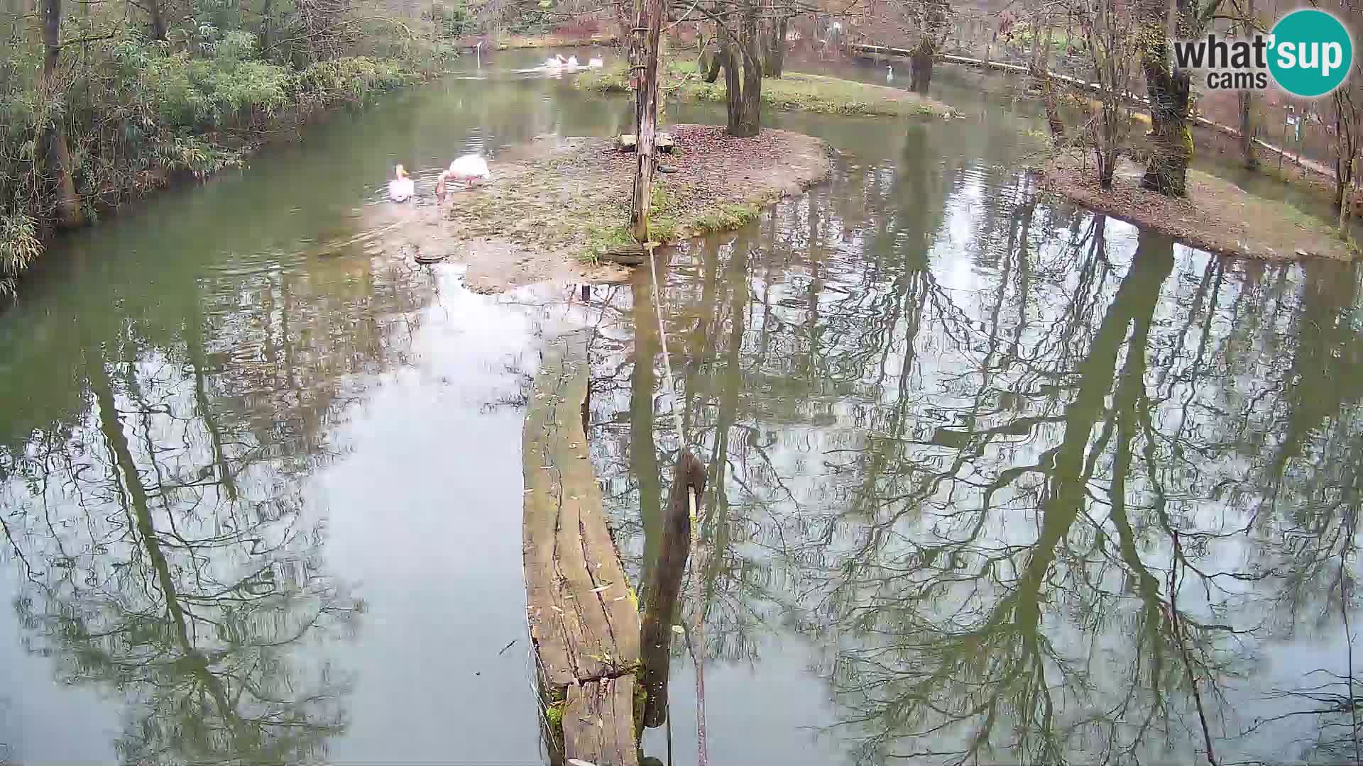 Black and white ruffed lemur Ljubljana Zoo live cam