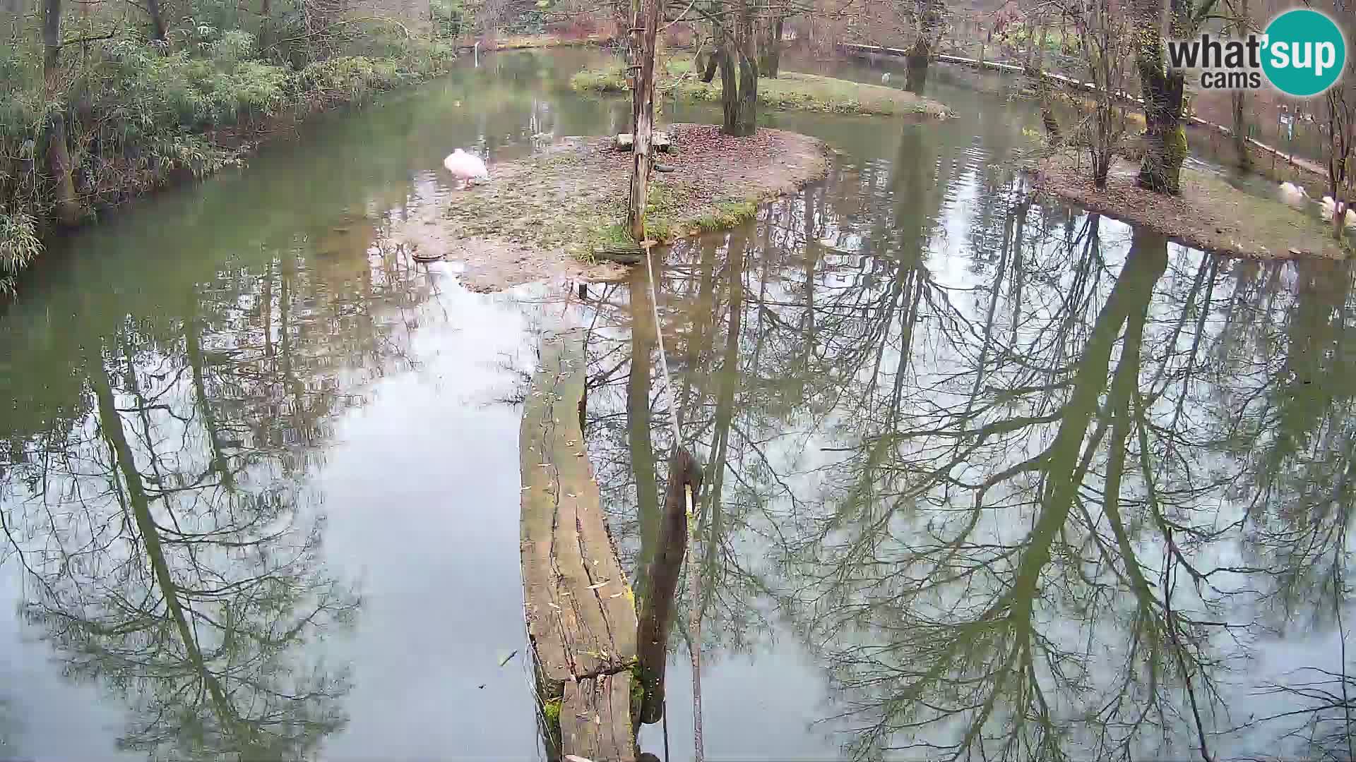 Black and white ruffed lemur Ljubljana Zoo live cam