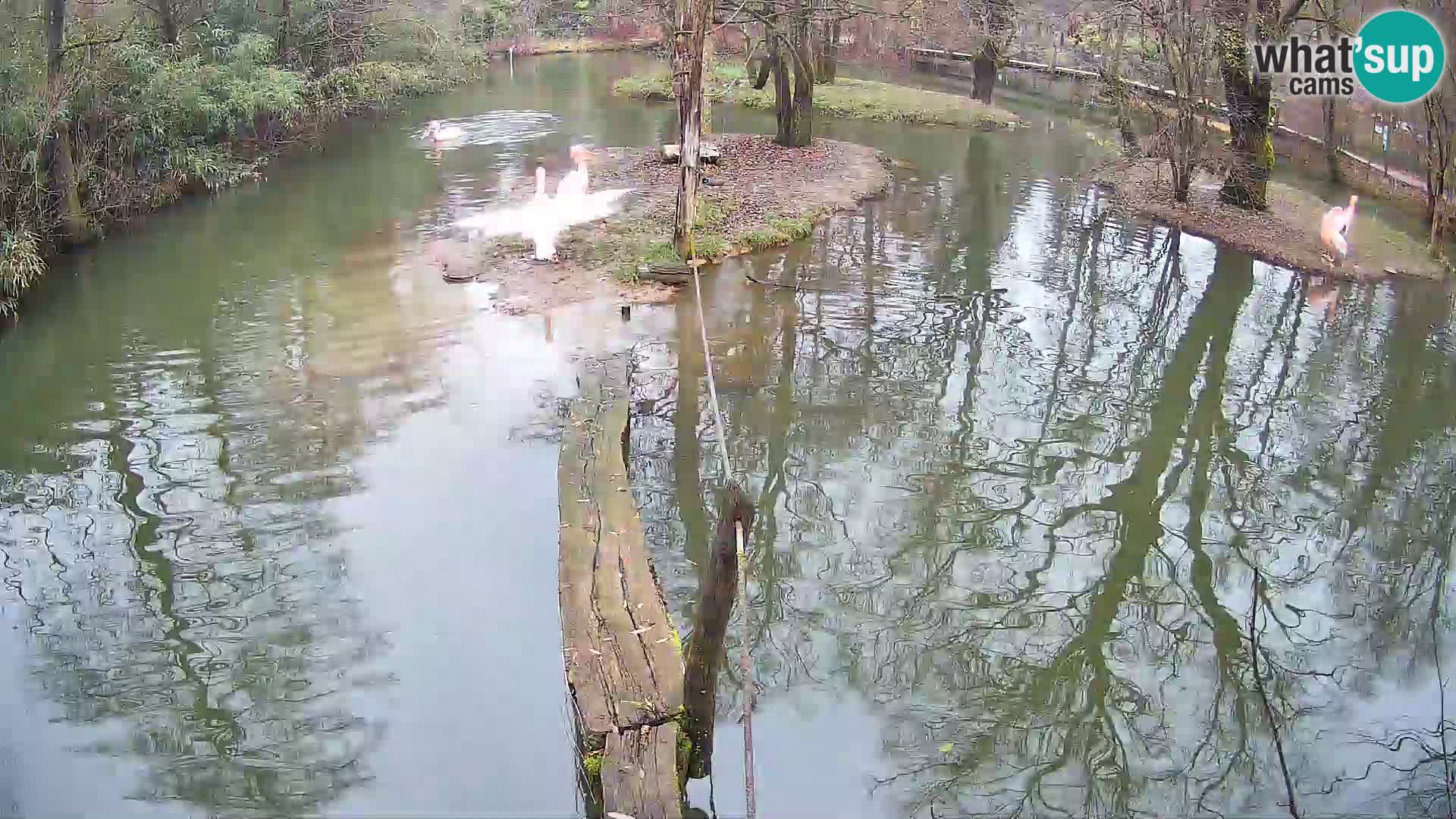 Vari bianconero Zoo Ljubljana webcam