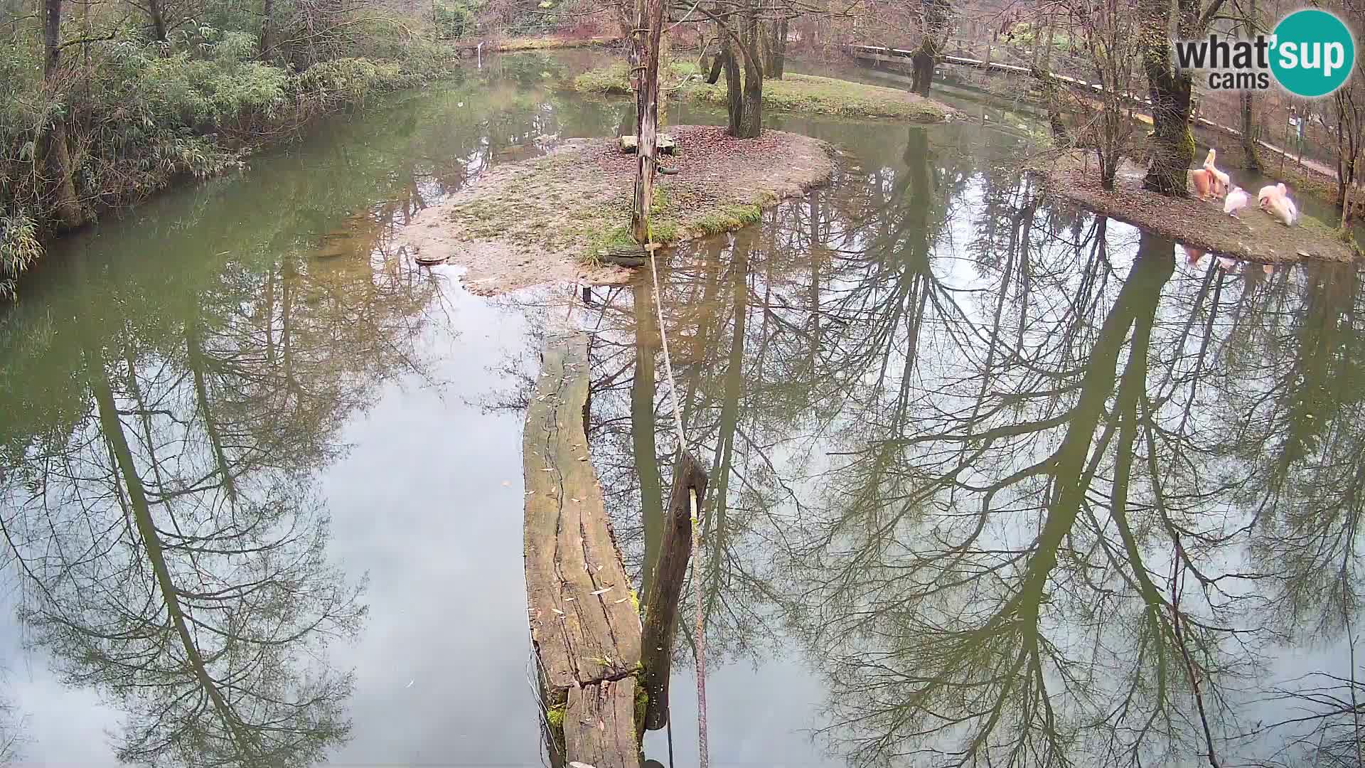 Black and white ruffed lemur Ljubljana Zoo live cam