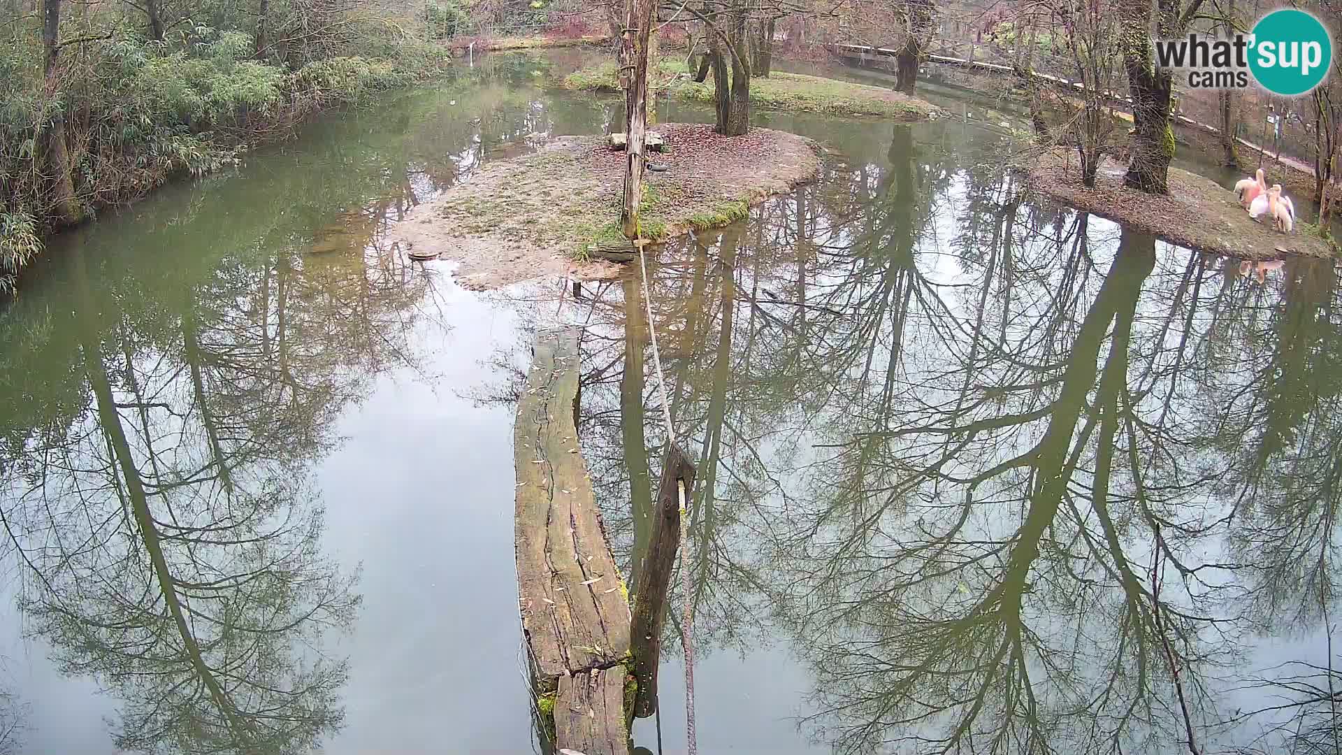 Vari bianconero Zoo Ljubljana webcam