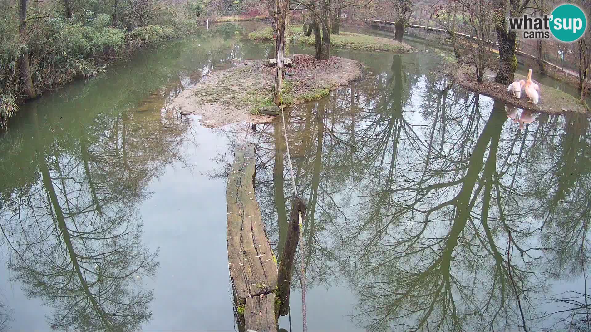 Vari bianconero Zoo Ljubljana webcam
