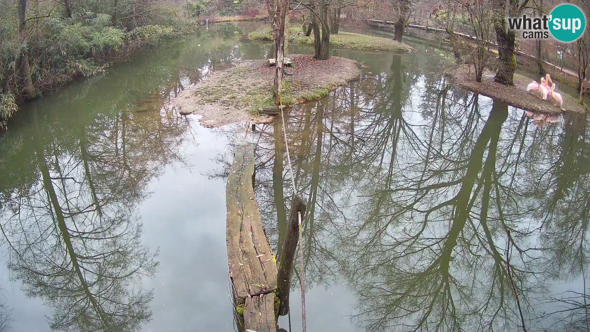 Vari noir et blanc – Ljubljana ZOO  livecam