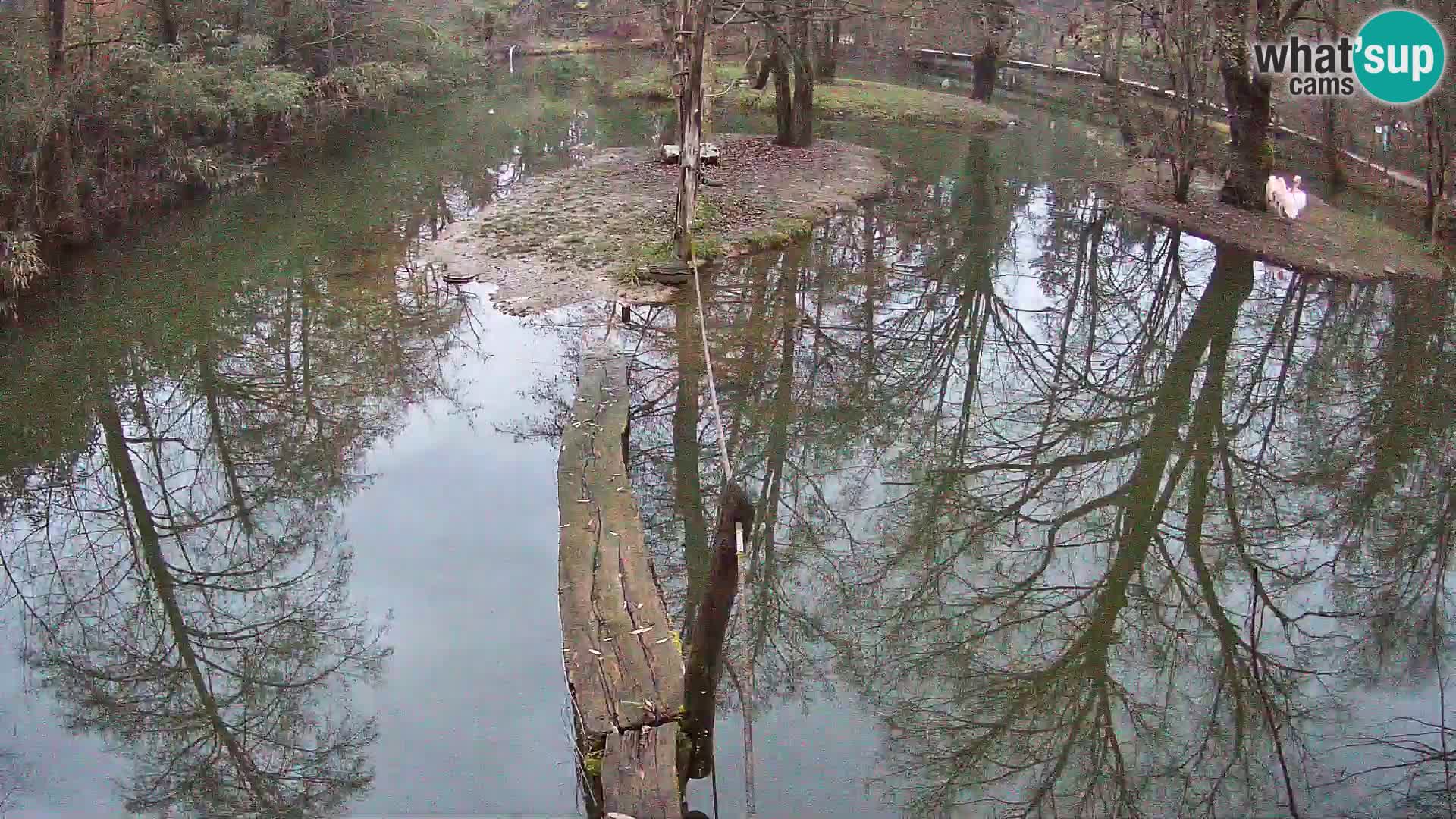 Vari noir et blanc – Ljubljana ZOO livecam