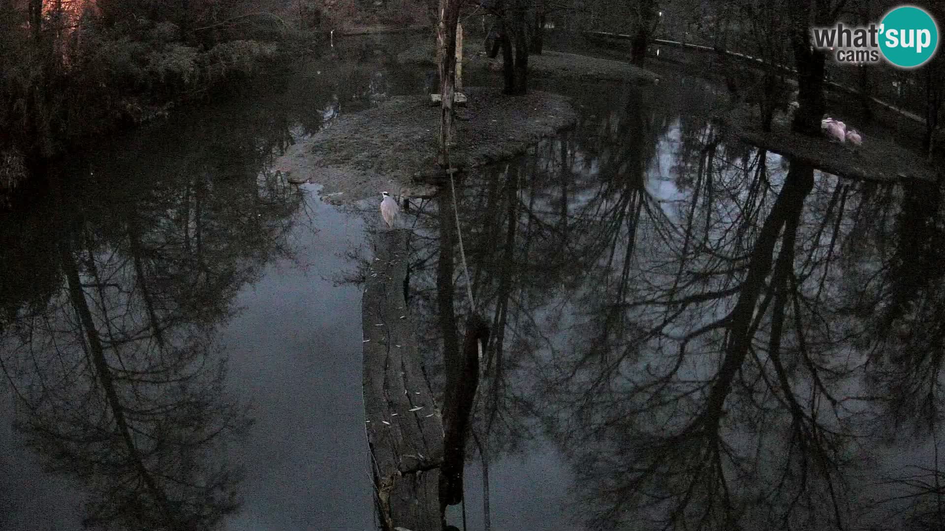 Vari noir et blanc – Ljubljana ZOO livecam