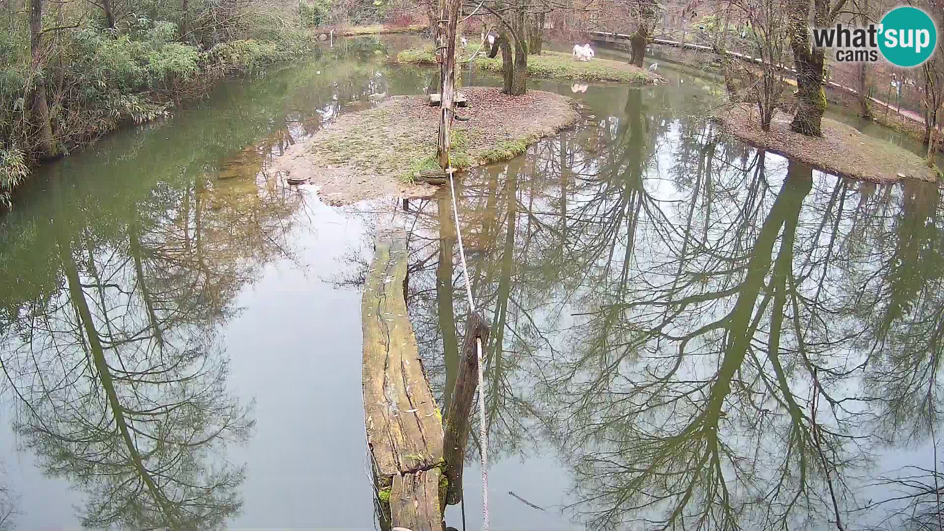Vari noir et blanc – Ljubljana ZOO  livecam