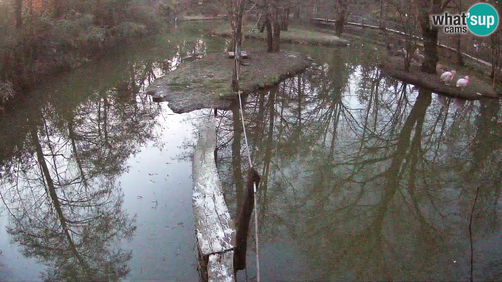 Navadni vari u živo – Ljubljana zoo