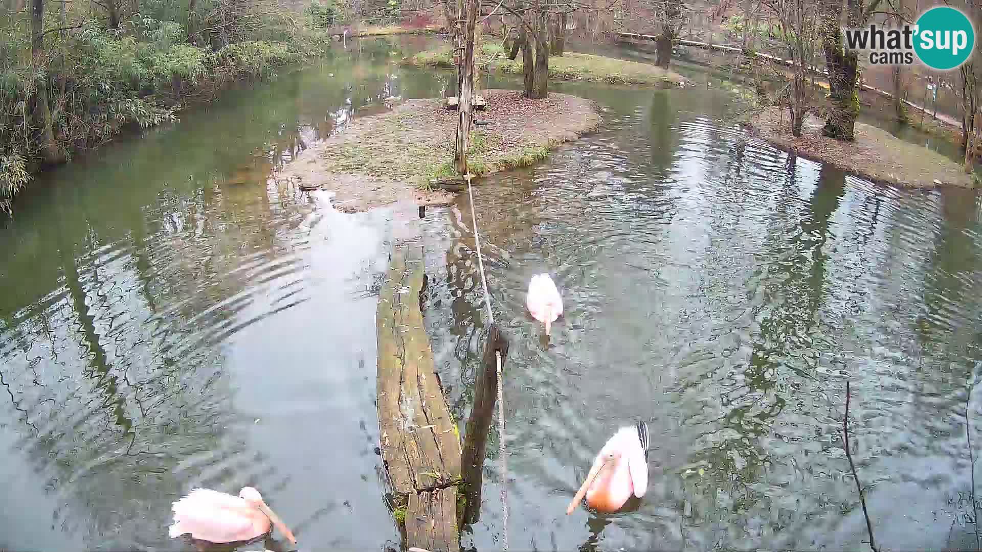 Navadni vari u živo – Ljubljana zoo