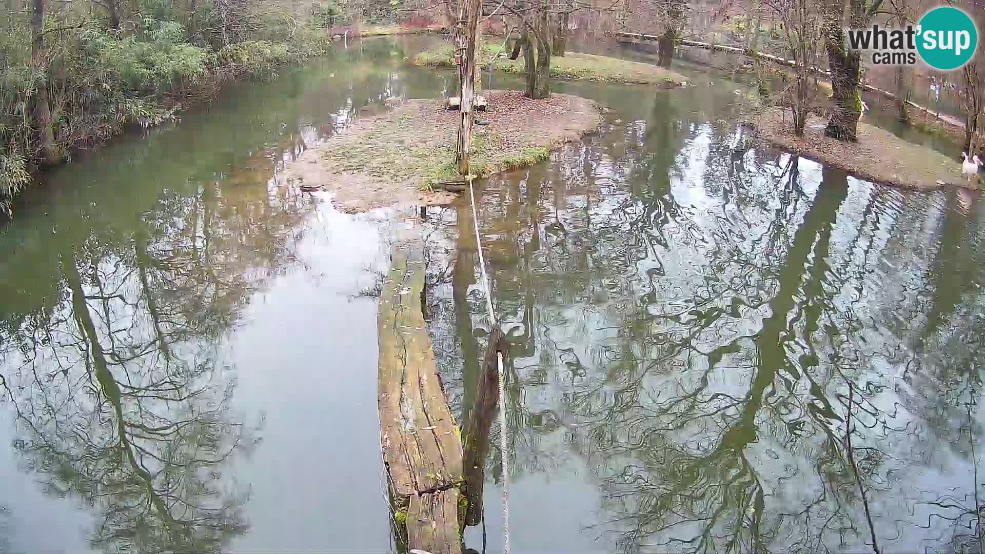 Vari bianconero Zoo Ljubljana webcam
