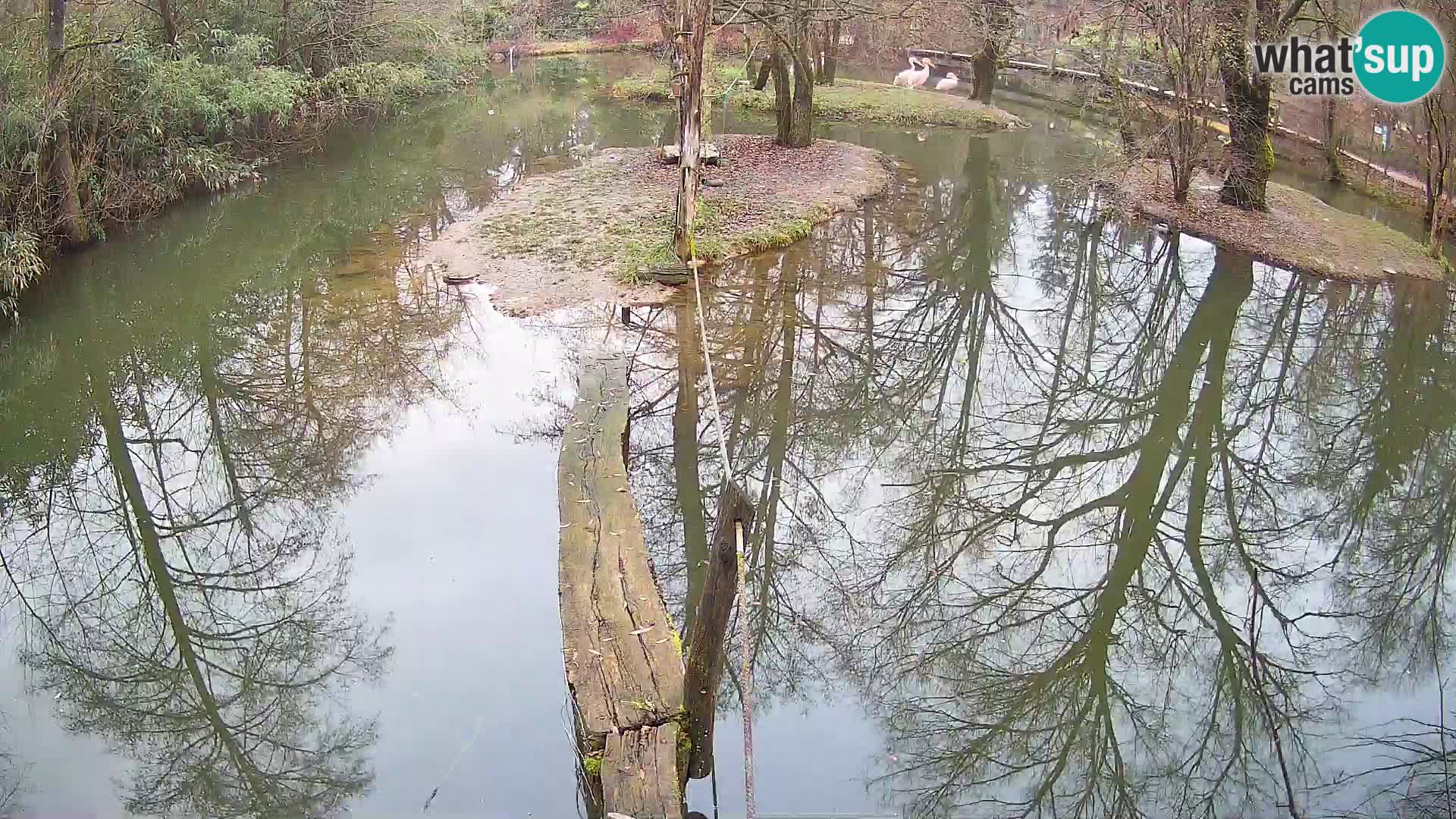 Vari bianconero Zoo Ljubljana webcam