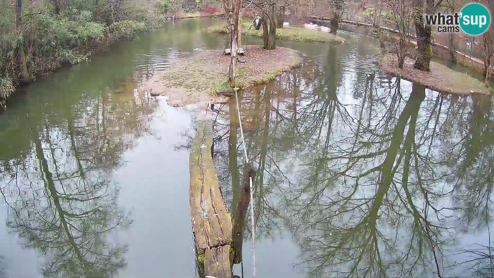 Navadni vari u živo – Ljubljana zoo