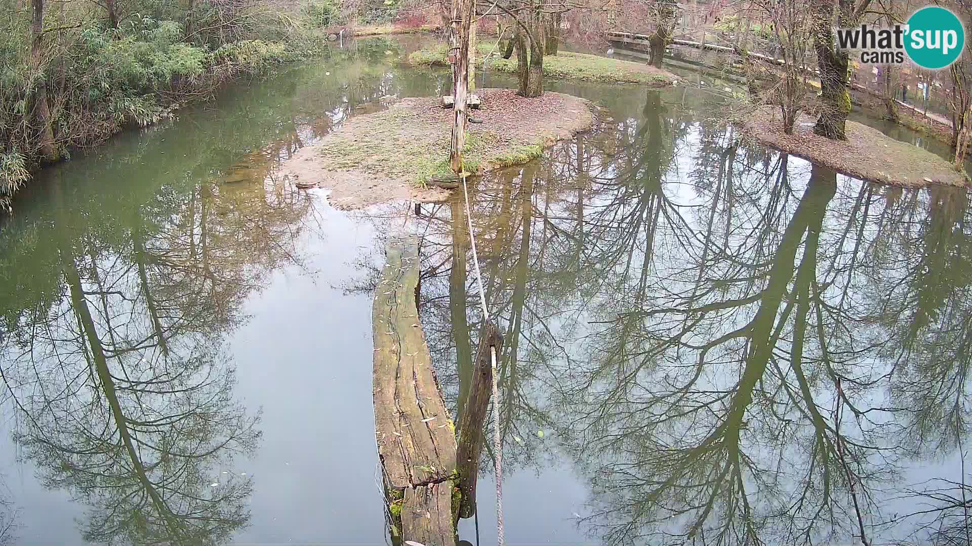 Navadni vari v živo – Ljubljana živalski vrt