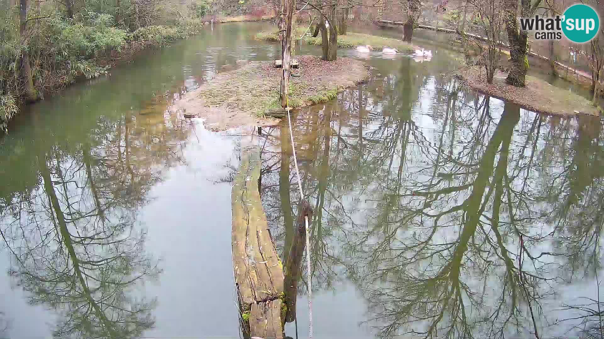 Navadni vari v živo – Ljubljana živalski vrt