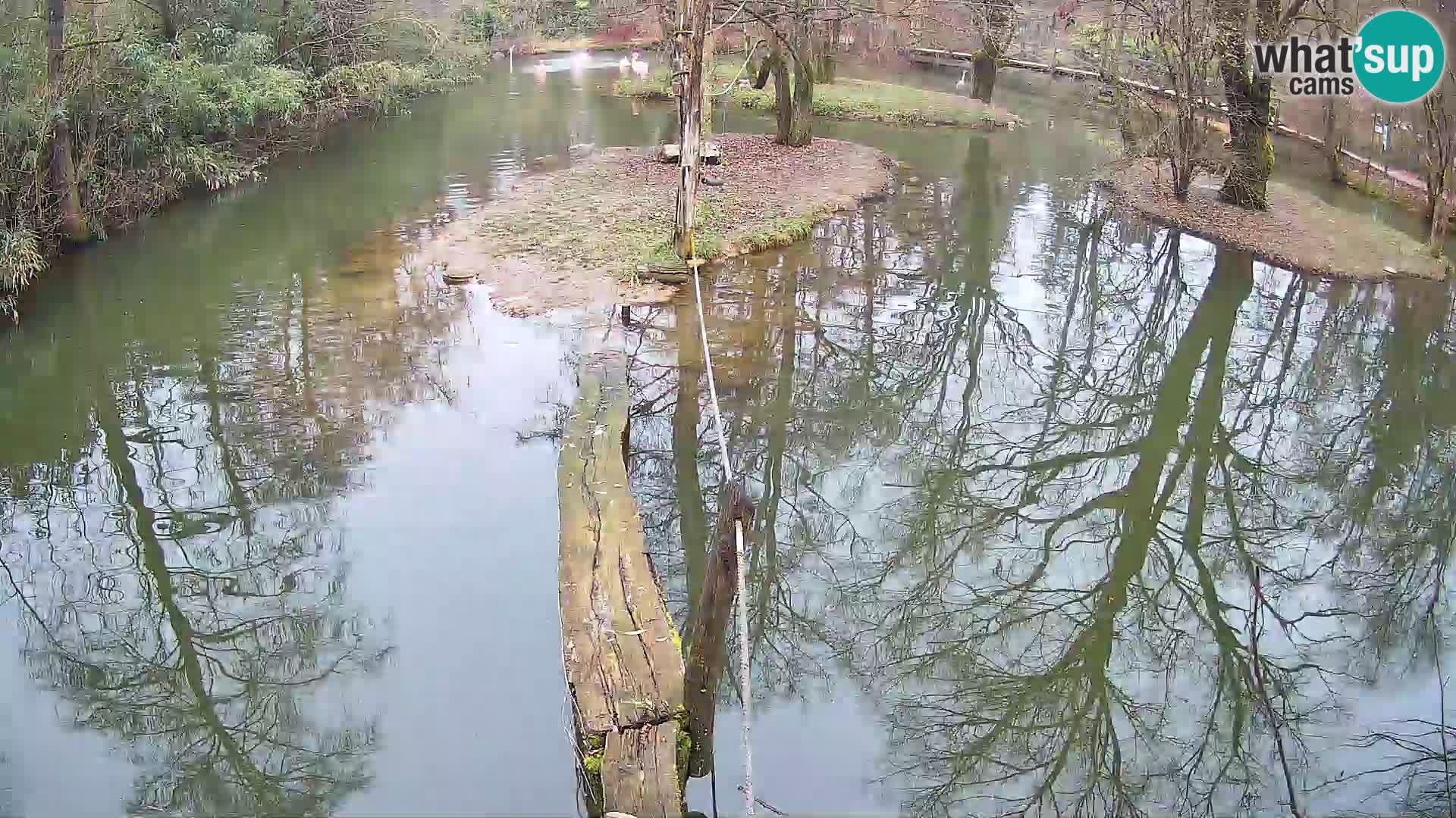 Vari noir et blanc – Ljubljana ZOO  livecam