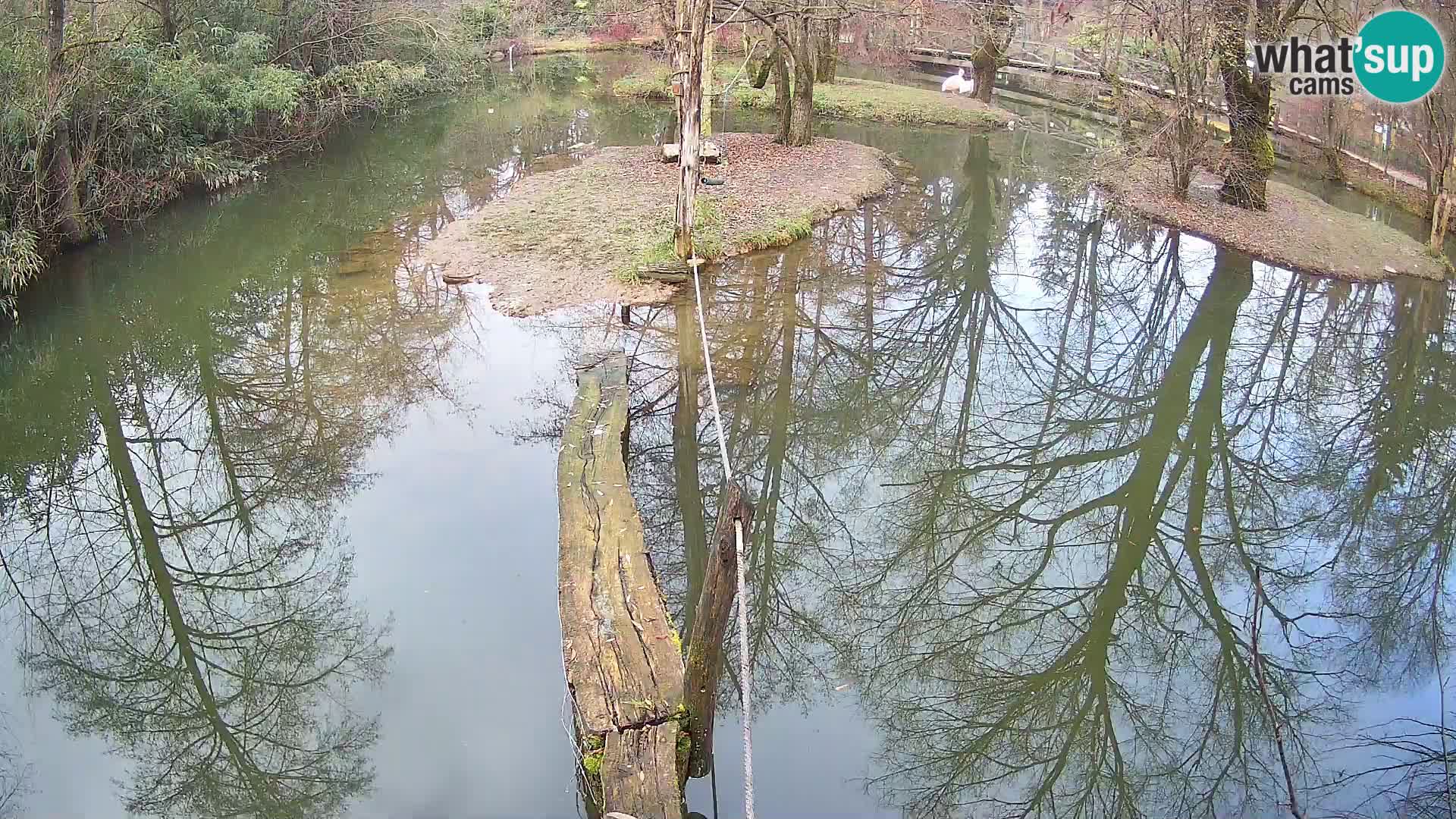 Black and white ruffed lemur Ljubljana Zoo live cam