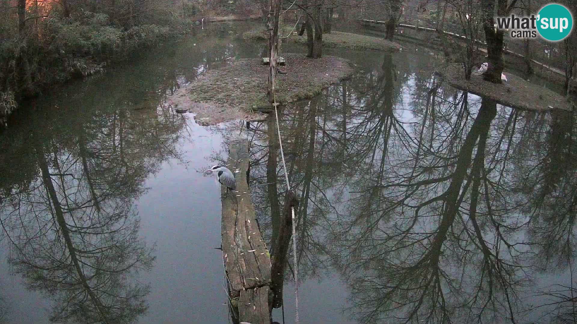 Black and white ruffed lemur Ljubljana Zoo live cam