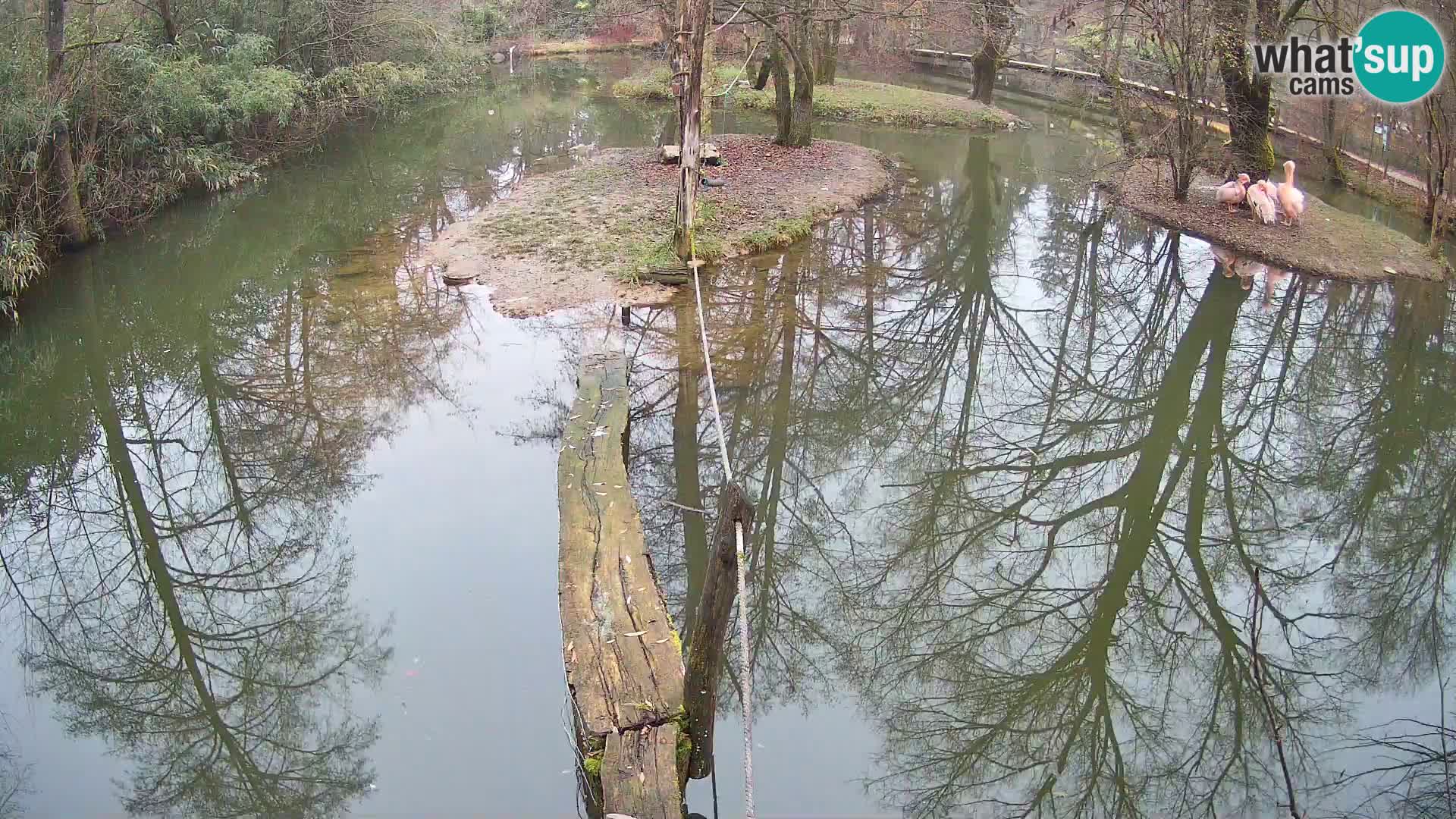 Black and white ruffed lemur Ljubljana Zoo live cam