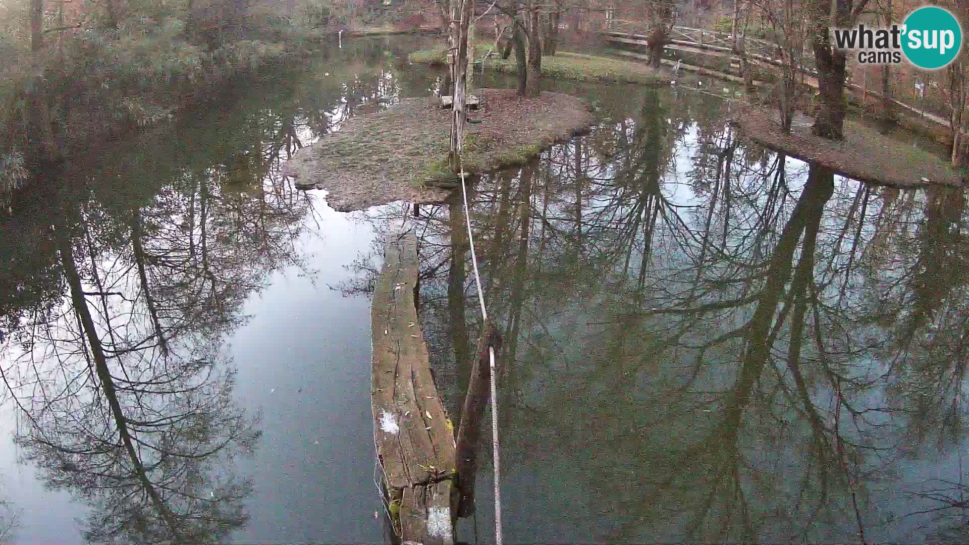 Vari noir et blanc – Ljubljana ZOO  livecam