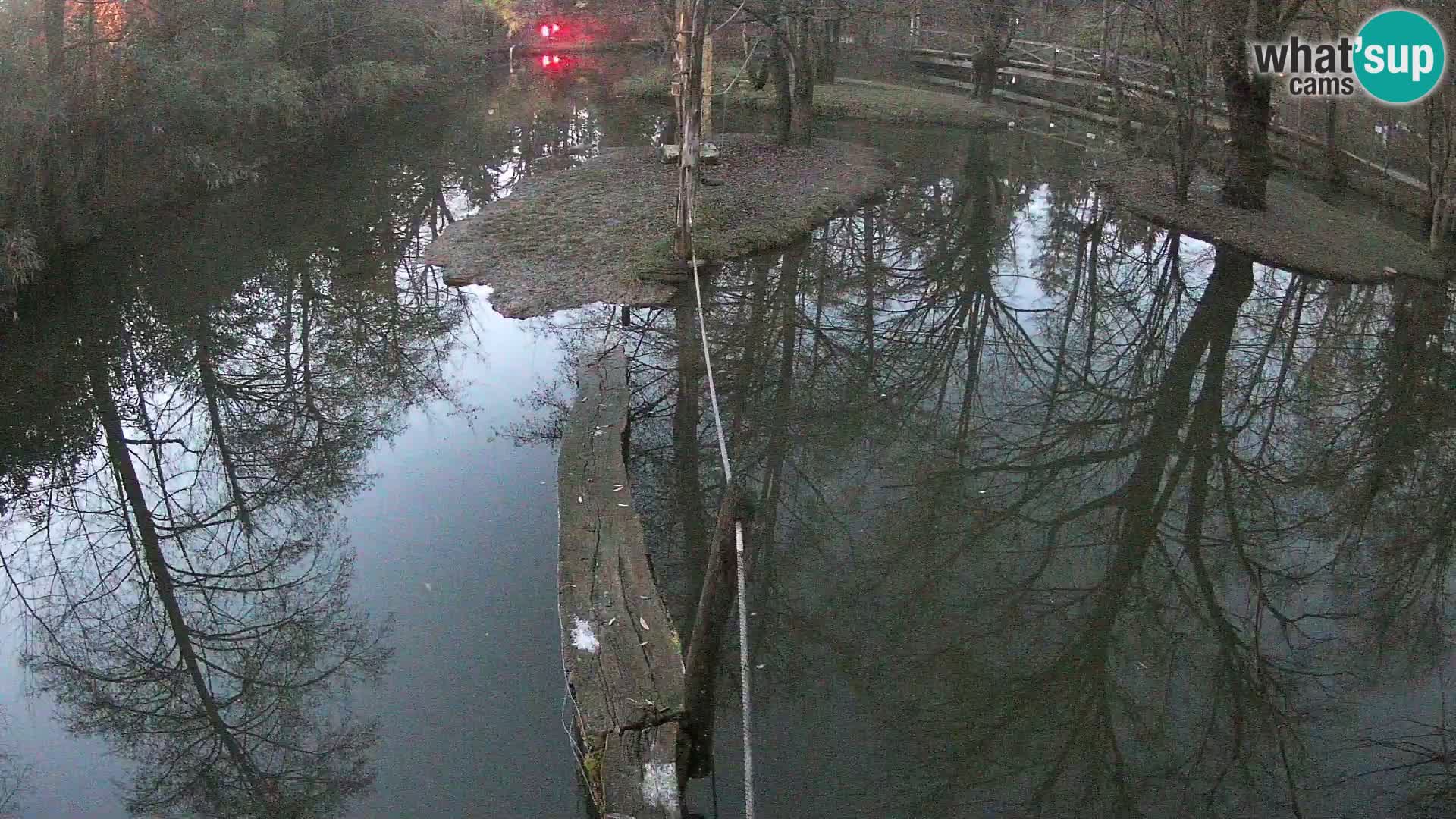 Navadni vari u živo – Ljubljana zoo