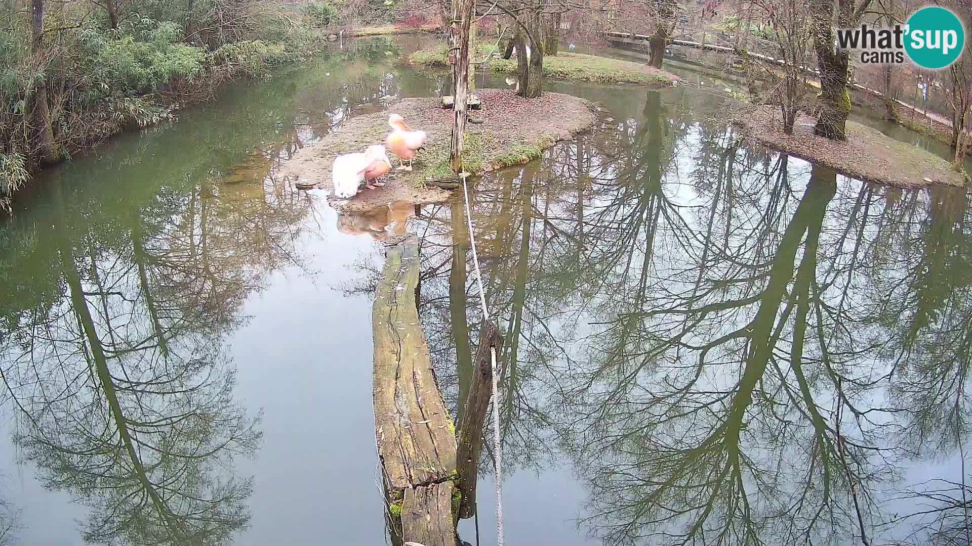 Vari noir et blanc – Ljubljana ZOO  livecam