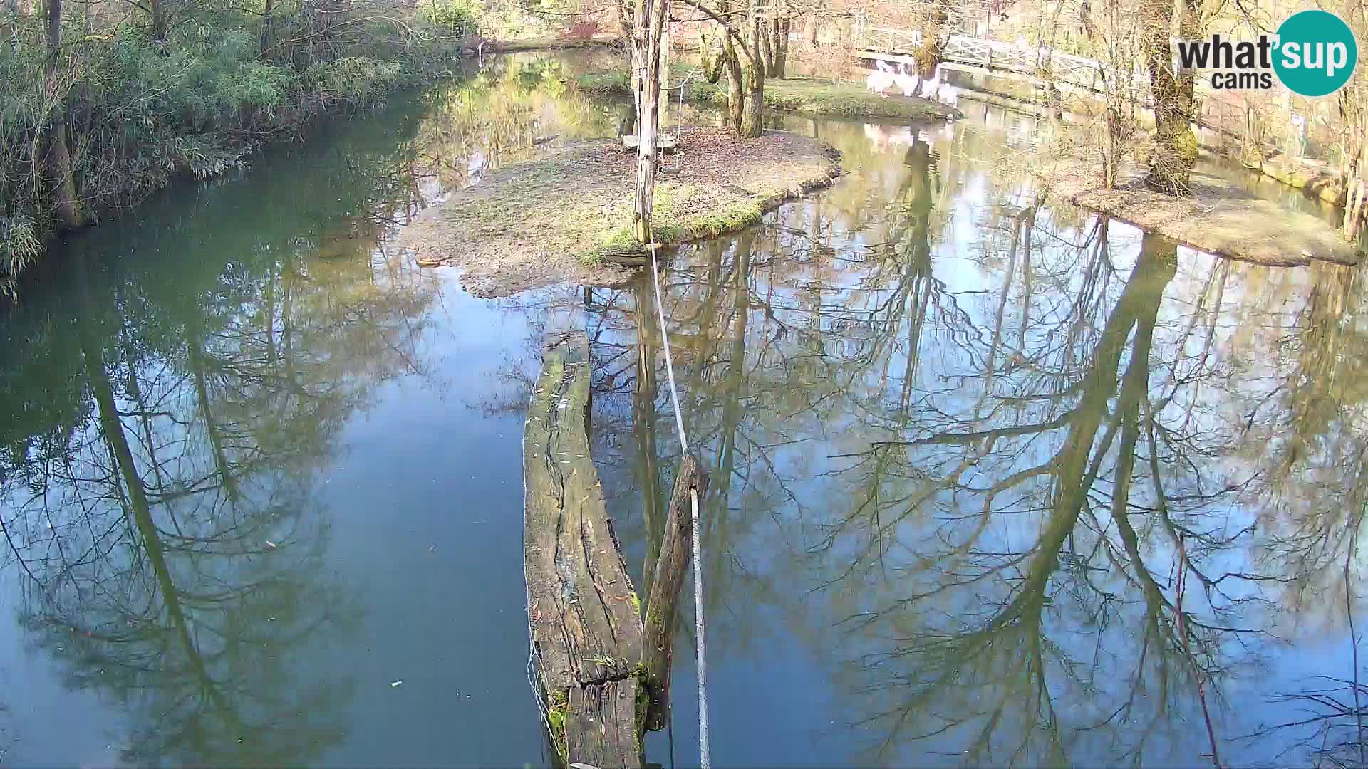 Vari bianconero Zoo Ljubljana webcam