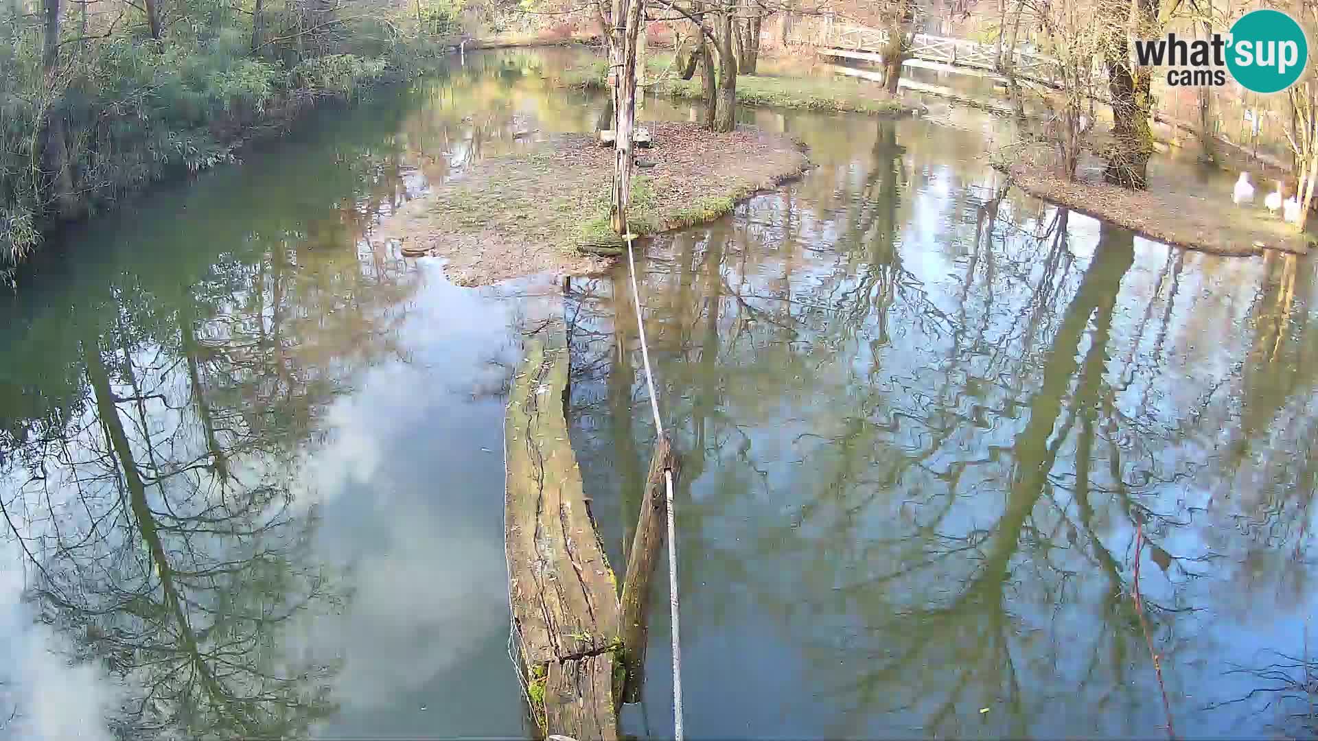 Navadni vari v živo – Ljubljana živalski vrt