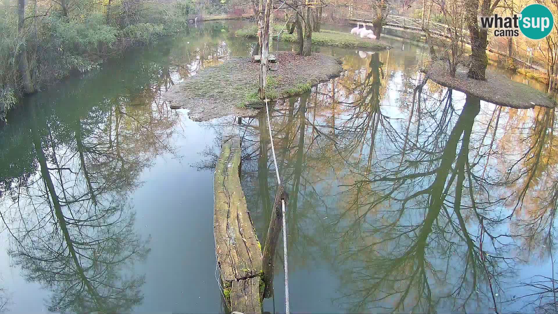 Navadni vari u živo – Ljubljana zoo