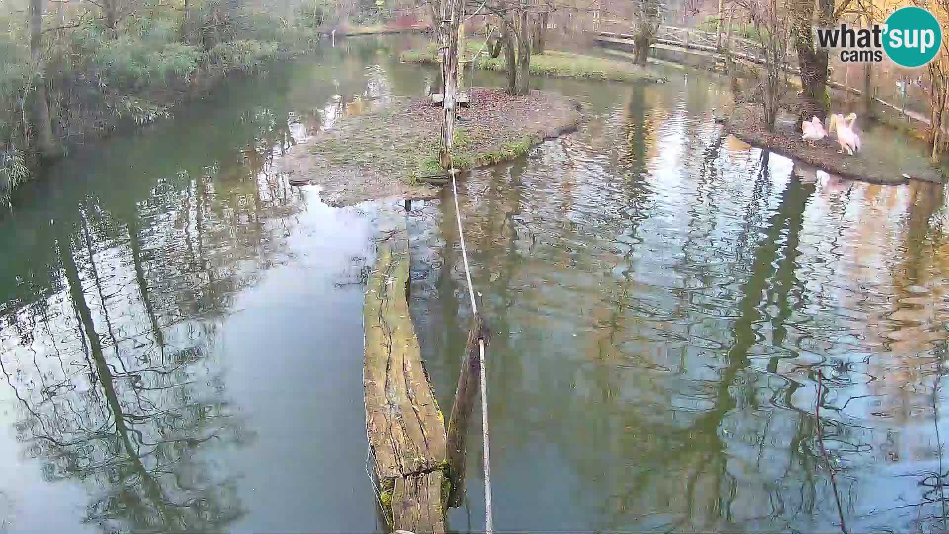 Vari noir et blanc – Ljubljana ZOO  livecam