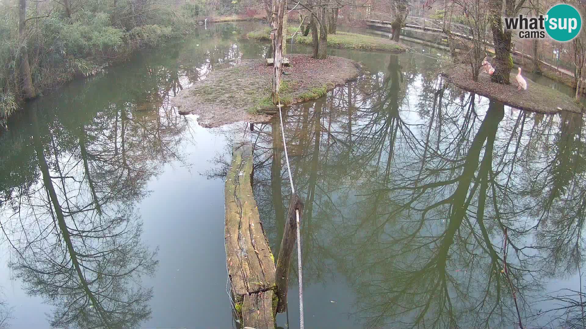 Navadni vari v živo – Ljubljana živalski vrt