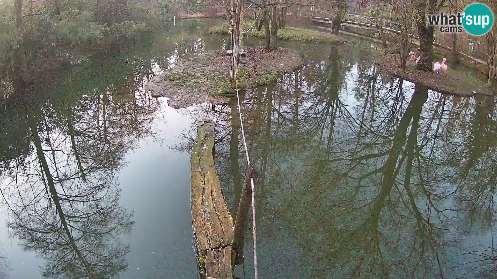 Black and white ruffed lemur Ljubljana Zoo live cam
