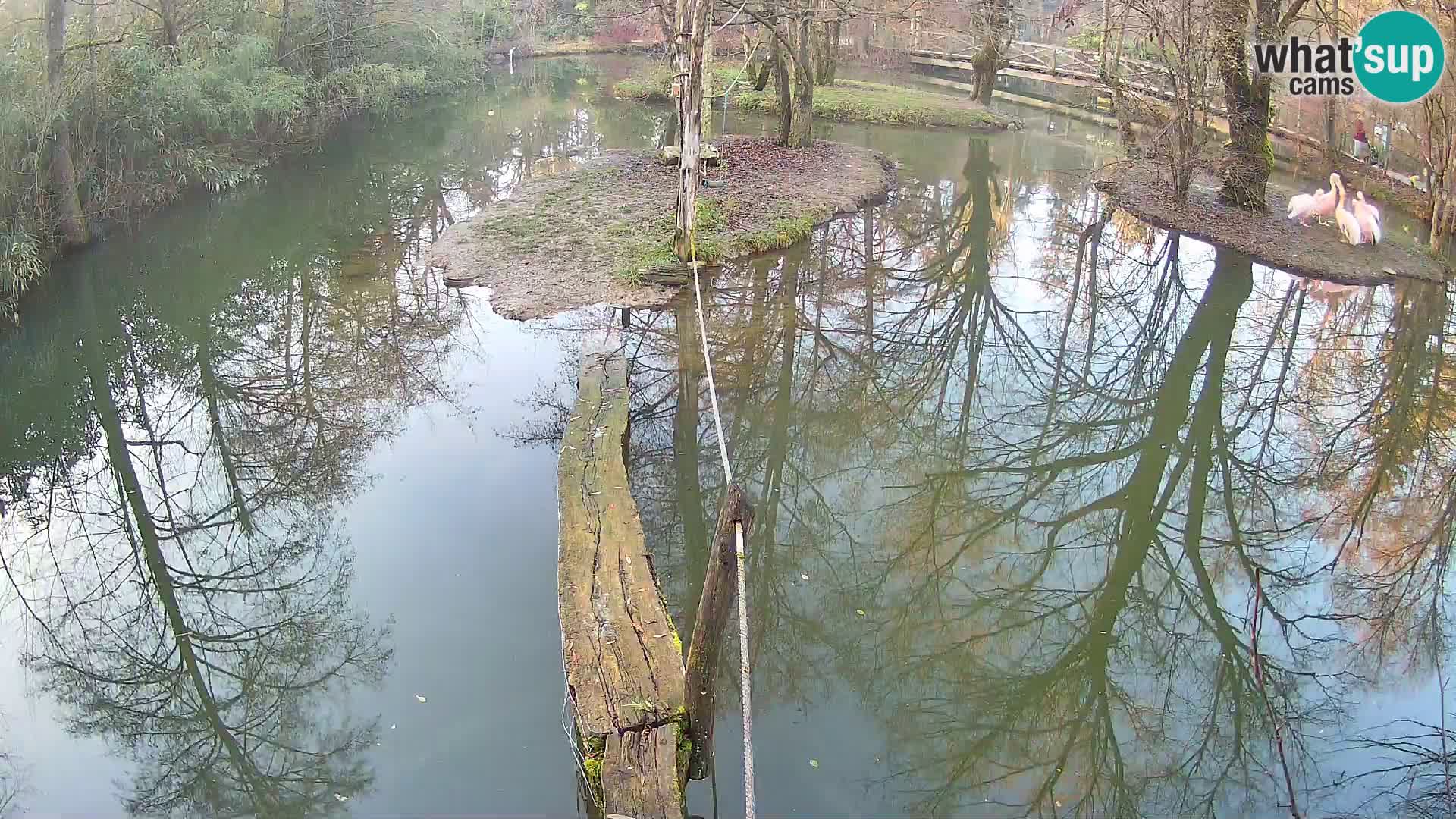 Black and white ruffed lemur Ljubljana Zoo live cam
