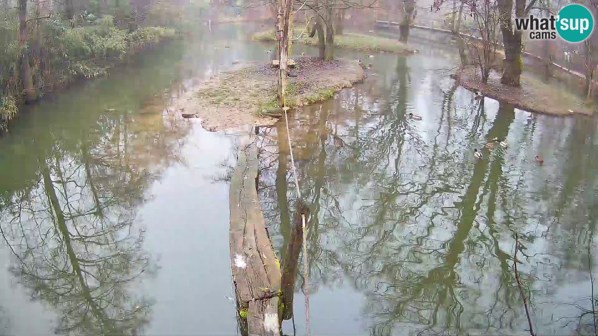 Navadni vari v živo – Ljubljana živalski vrt