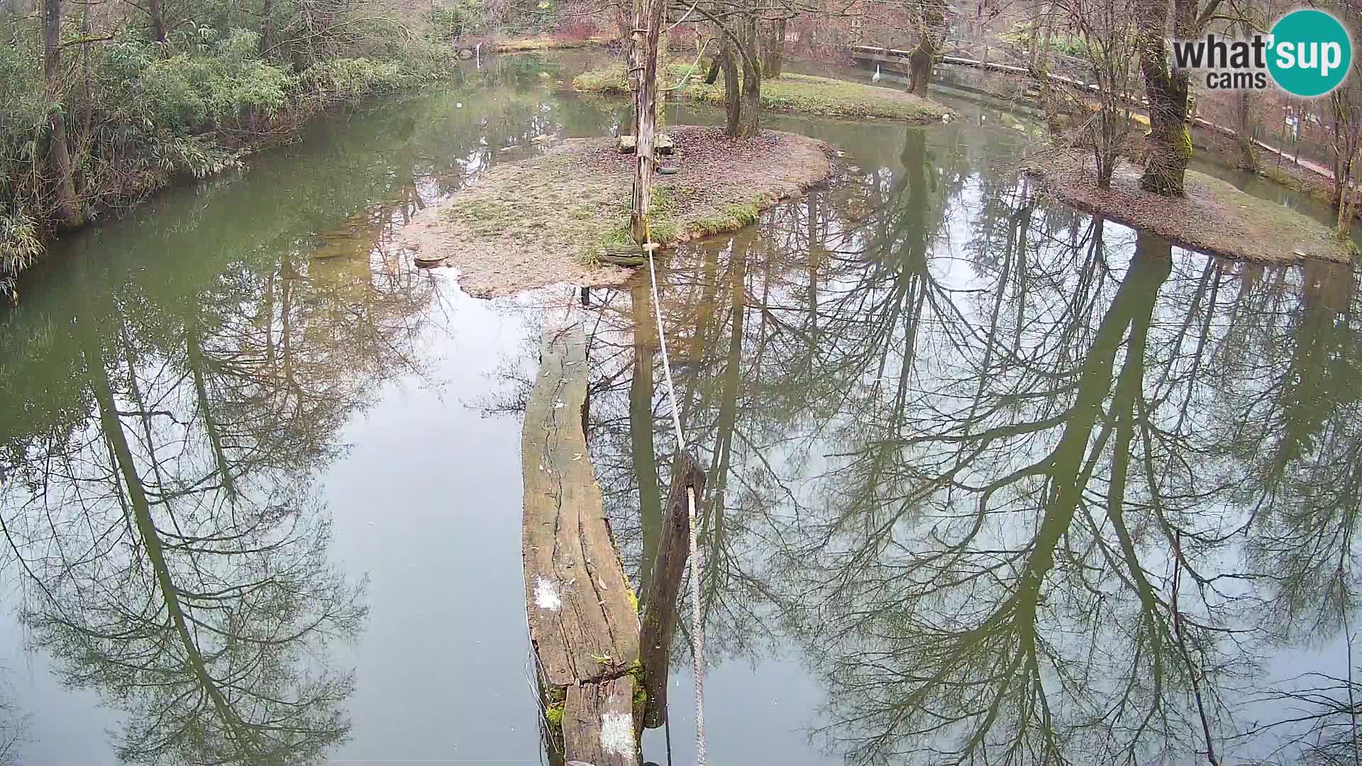 Black and white ruffed lemur Ljubljana Zoo live cam