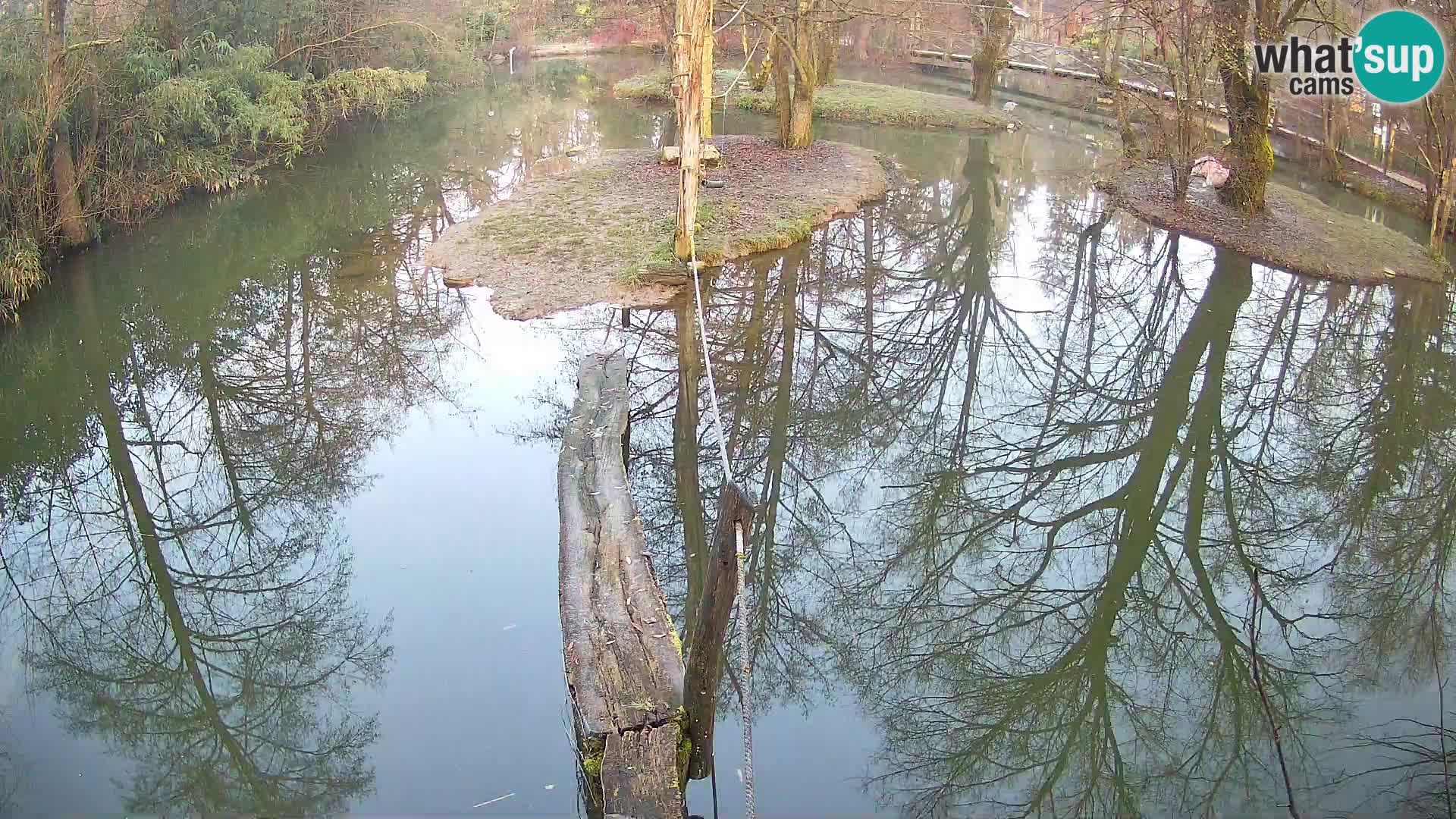 Schwarzweiße Vari Zoo Ljubljana webcam
