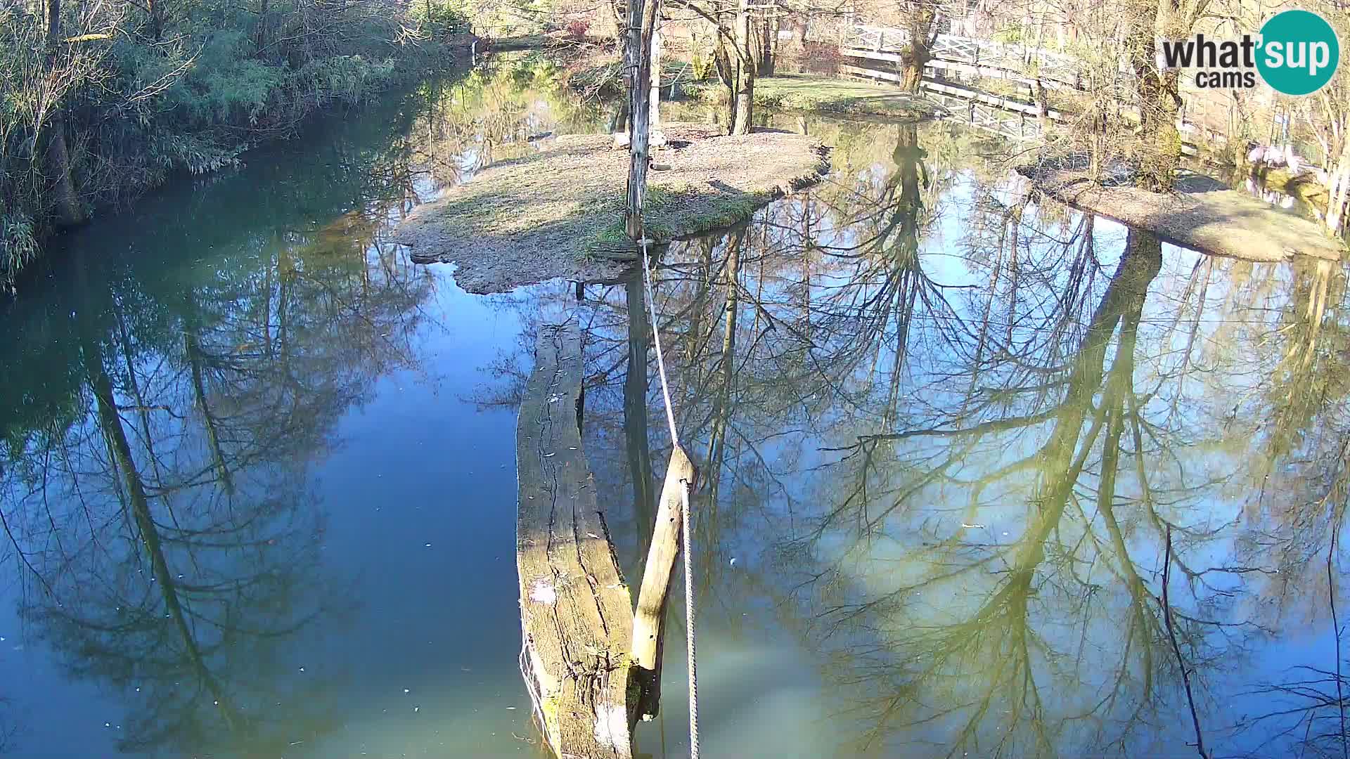 Navadni vari v živo – Ljubljana živalski vrt