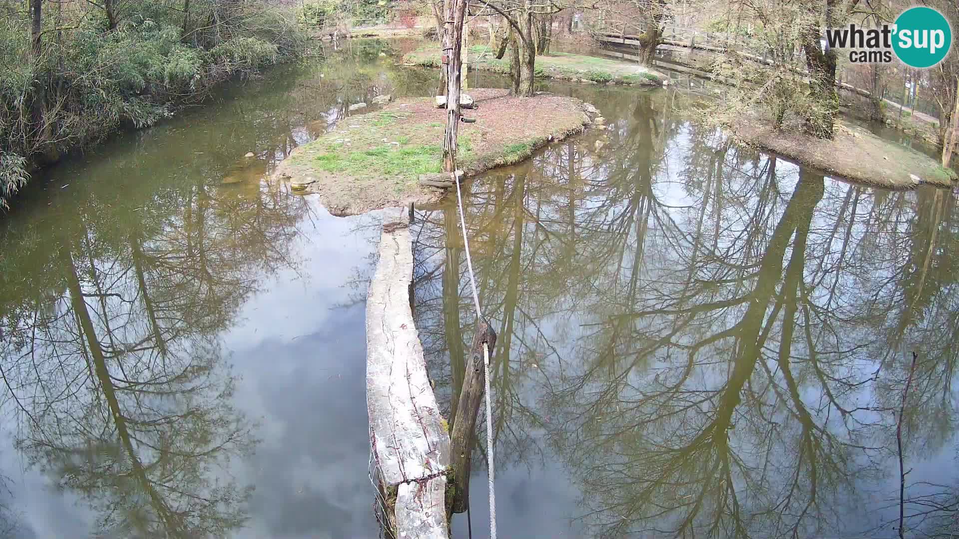 Schwarzweiße Vari Zoo Ljubljana webcam