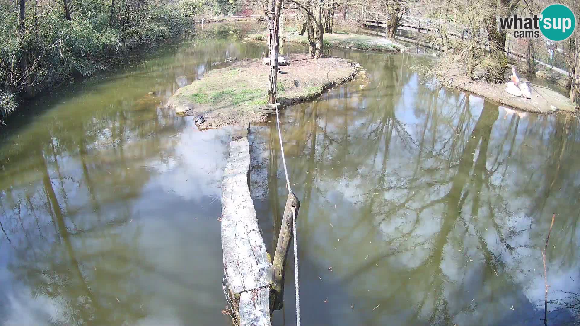 Lémur rufo blanco y negro – Ljubljana Zoo en vivo