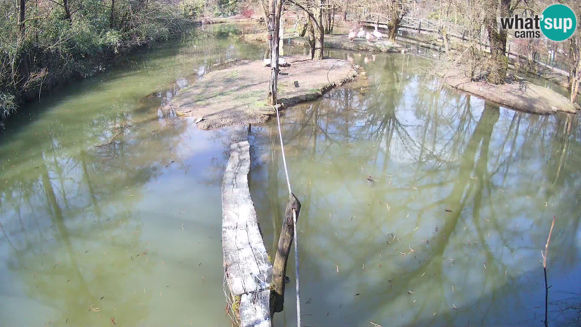 Schwarzweiße Vari Zoo Ljubljana webcam