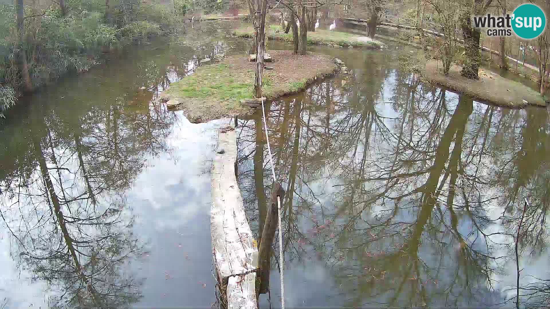 Navadni vari u živo – Ljubljana zoo