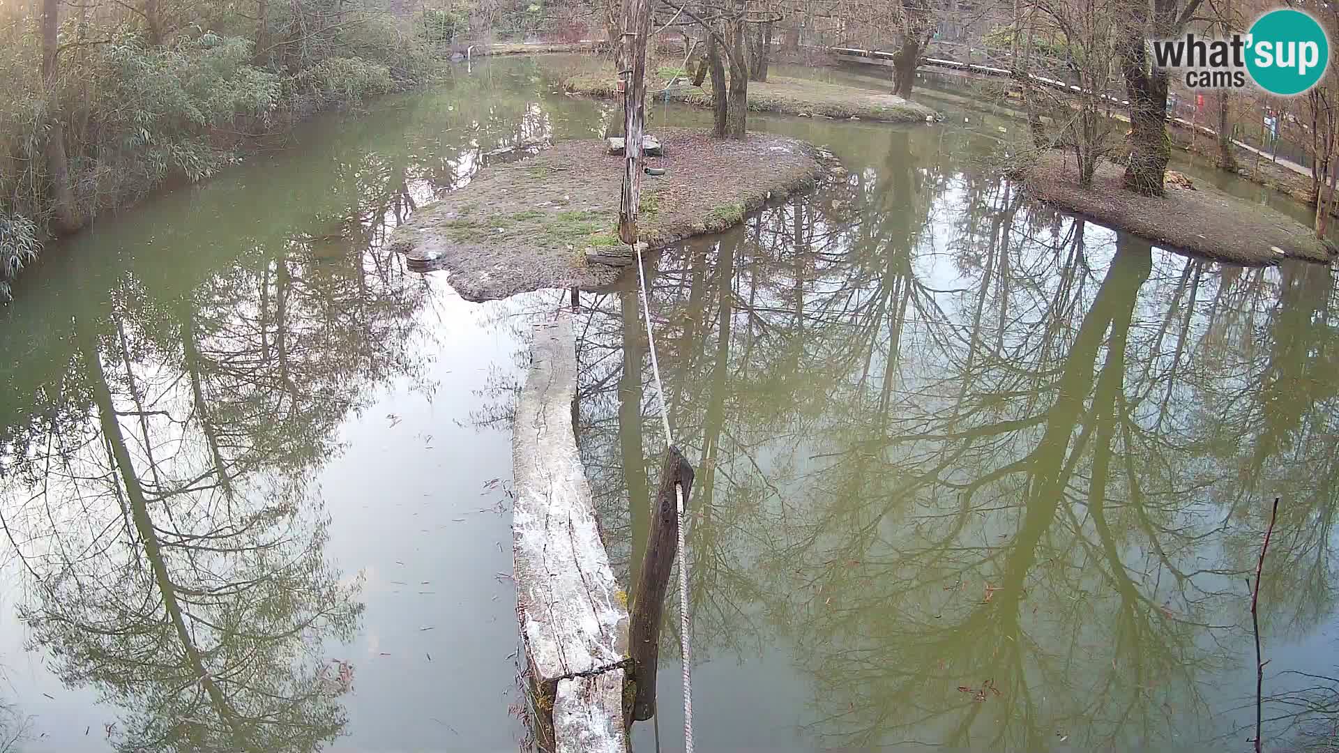 Lémur rufo blanco y negro – Ljubljana Zoo en vivo