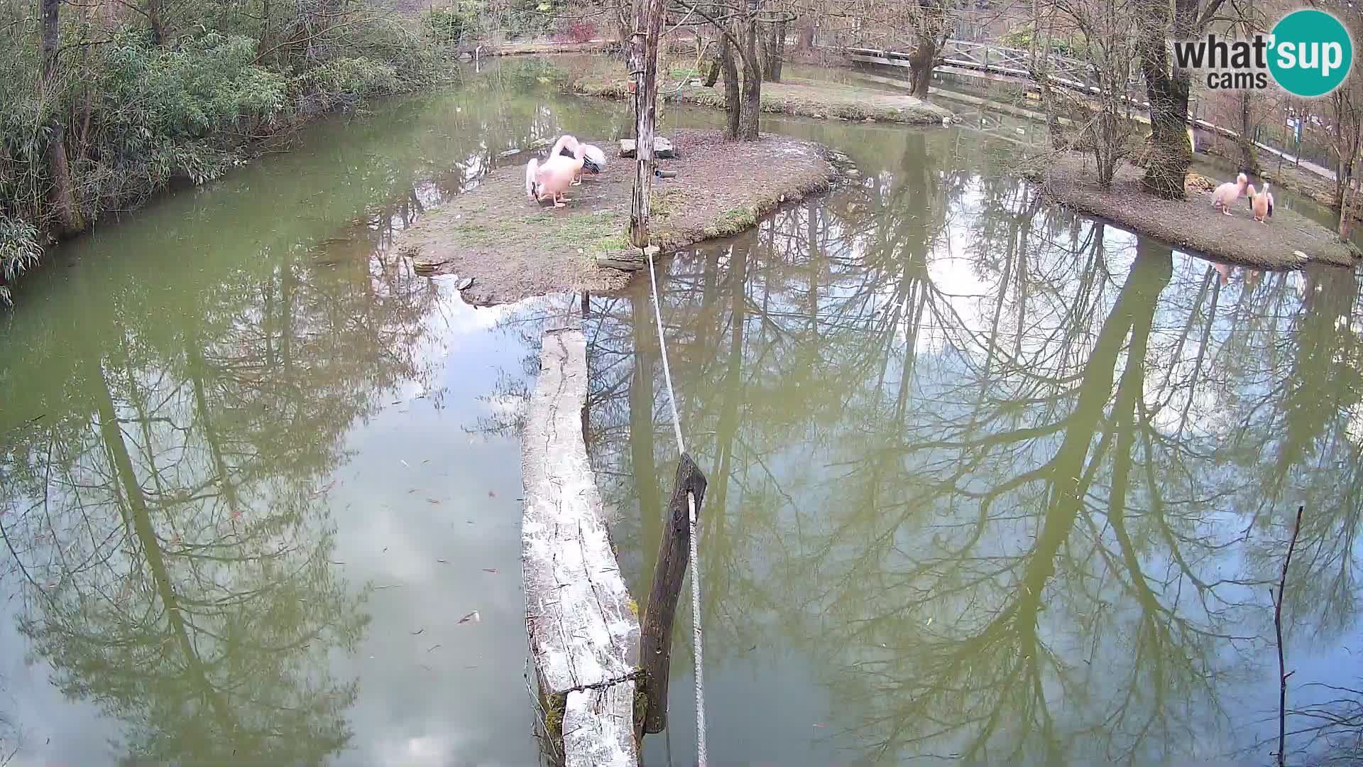 Navadni vari v živo – Ljubljana živalski vrt