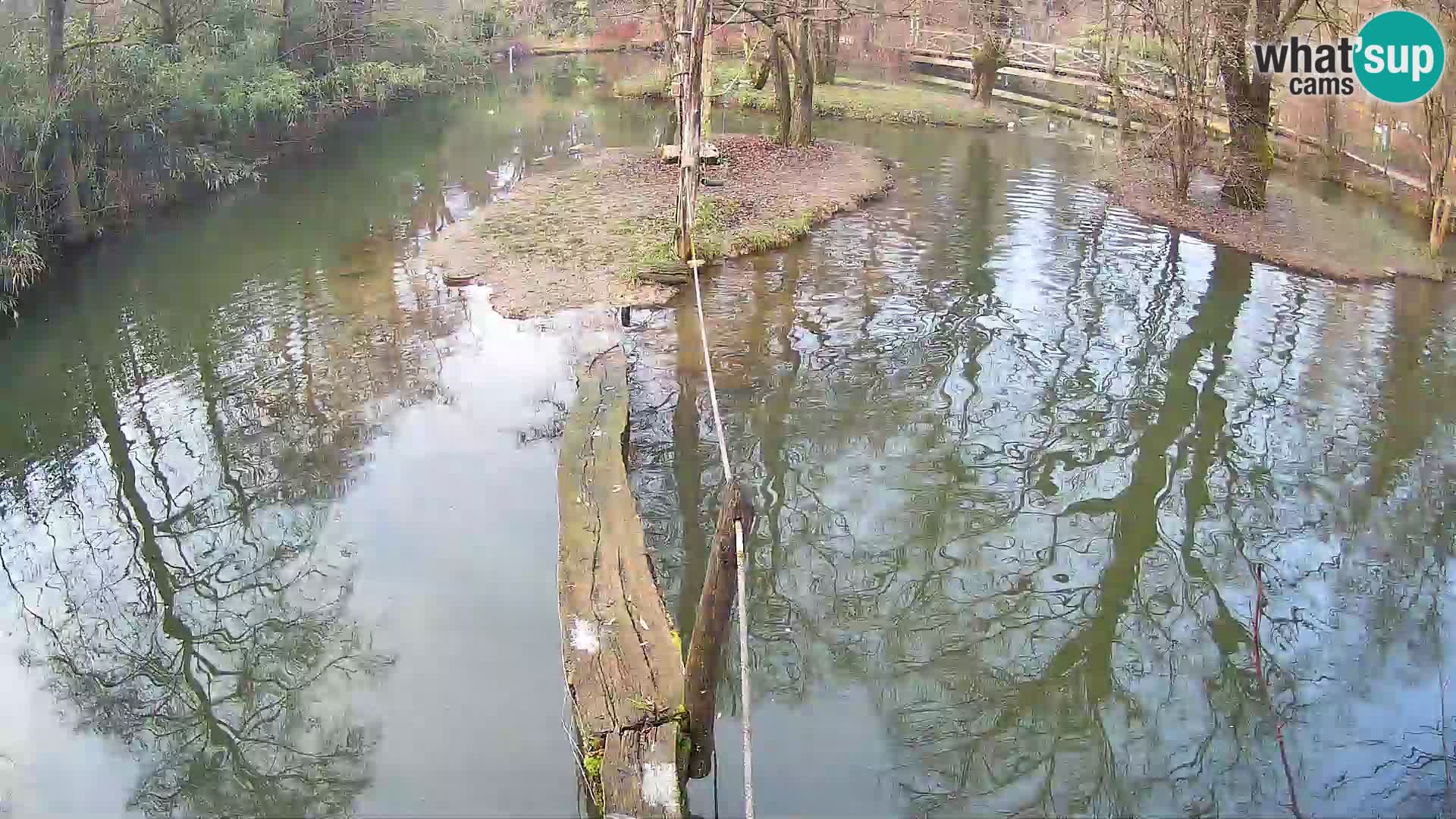 Black and white ruffed lemur Ljubljana Zoo live cam