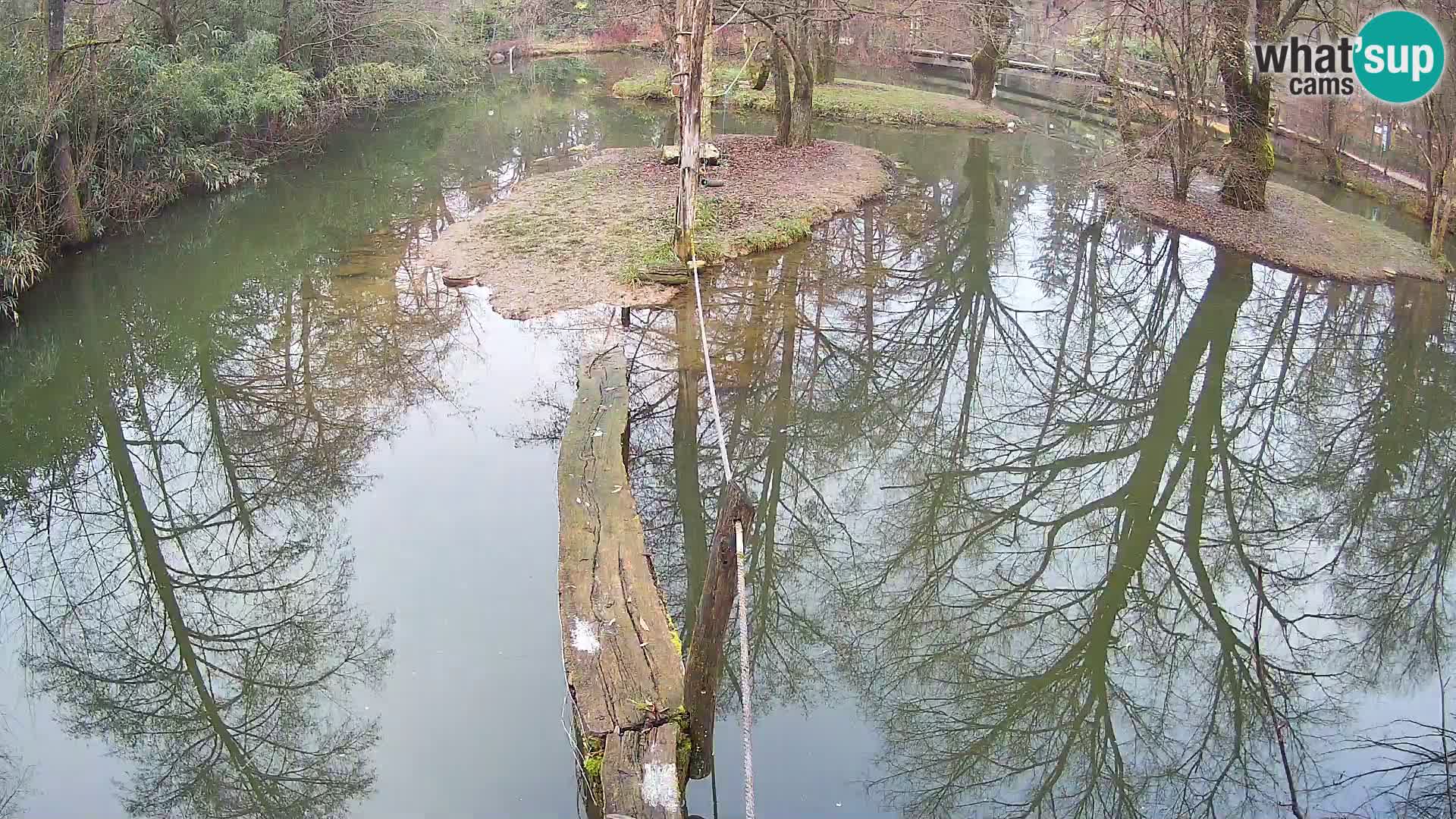Navadni vari v živo – Ljubljana živalski vrt